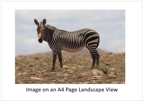 `Cape Mountain Zebra`Original Digital Download Stock Photo