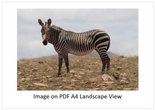 `Cape Mountain Zebra`Original Digital Download Stock Photo