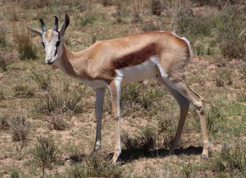 `Young Springbok Ram` Original Digital Download Stock Photo