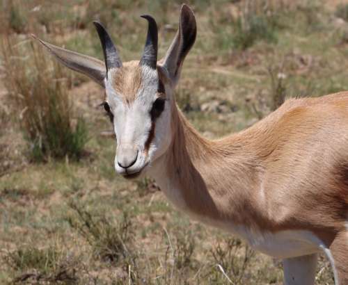 `Young Springbok Ram` Original Digital Download Stock Photo