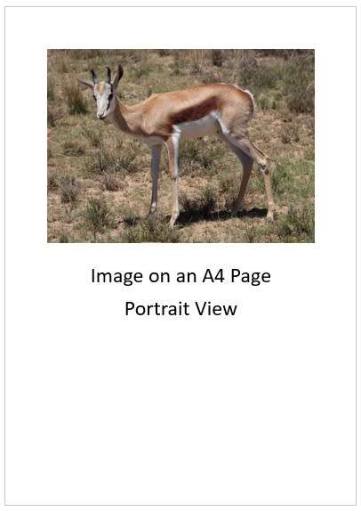 `Young Springbok Ram` Original Digital Download Stock Photo