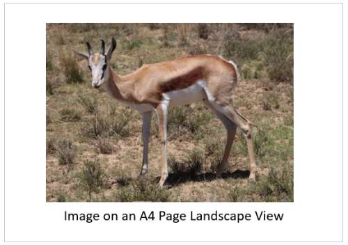 `Young Springbok Ram` Original Digital Download Stock Photo