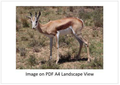 `Young Springbok Ram` Original Digital Download Stock Photo