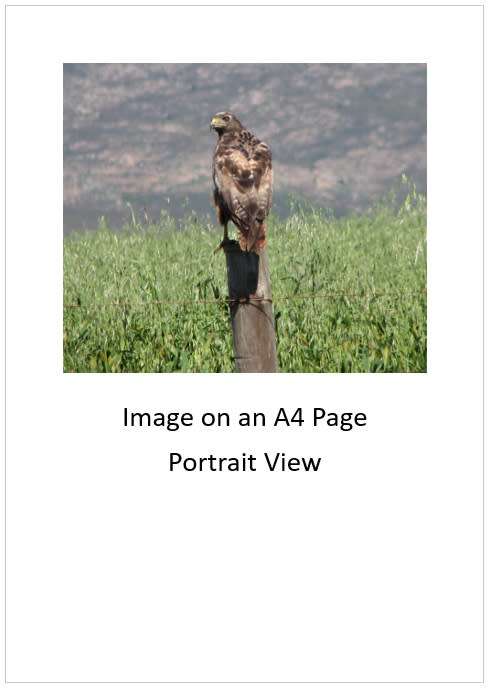 `Jackal Buzzrd in the Overberg` Original Digital Download Stock Photo