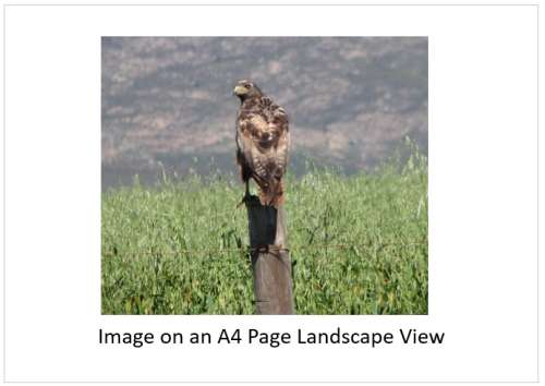 `Jackal Buzzrd in the Overberg` Original Digital Download Stock Photo
