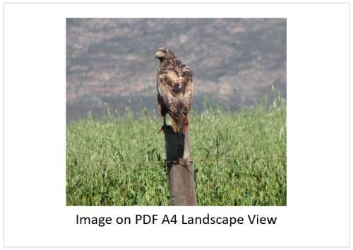 `Jackal Buzzrd in the Overberg` Original Digital Download Stock Photo