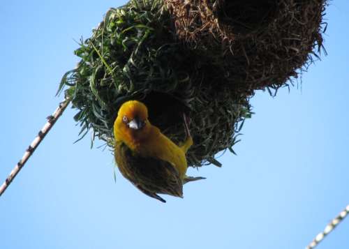 `Weaver Bird Crafting A Nest` Original Digital Download Stock Photo