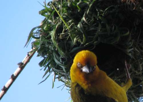 `Weaver Bird Crafting A Nest` Original Digital Download Stock Photo