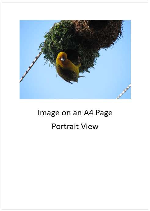 `Weaver Bird Crafting A Nest` Original Digital Download Stock Photo