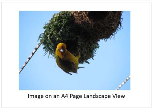 `Weaver Bird Crafting A Nest` Original Digital Download Stock Photo