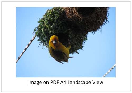 `Weaver Bird Crafting A Nest` Original Digital Download Stock Photo