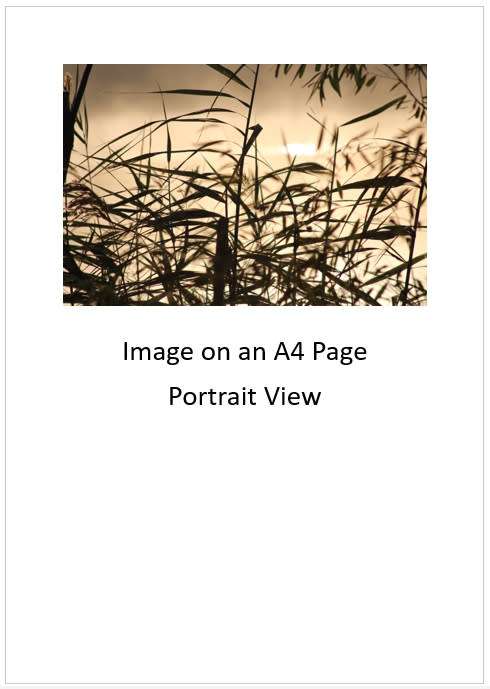 `Water: River Reeds, Breede Rivier` Original Digital Download Stock Photo