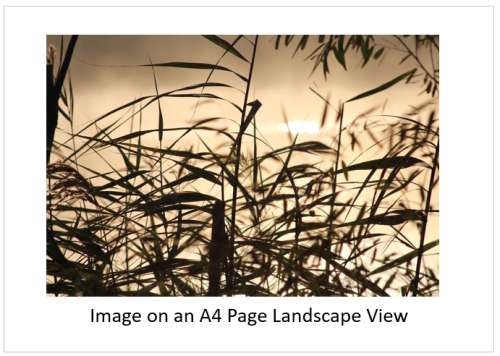 `Water: River Reeds, Breede Rivier` Original Digital Download Stock Photo