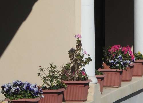 `Potplants On The Stoep` Original Digital Download Stock Photo