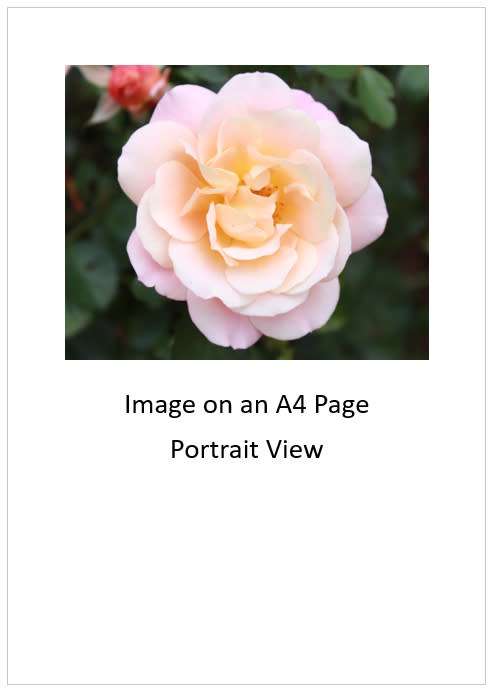 `White Camellia Flower` Original Digital Download Stock Photo
