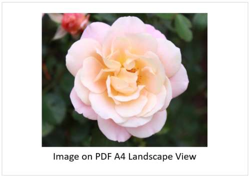 `White Camellia Flower` Original Digital Download Stock Photo