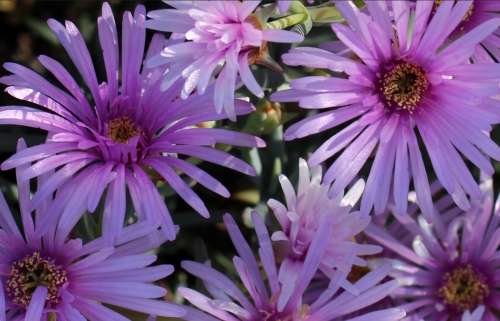 `African Daisies in the Wild` Original Digital Download Stock Photo