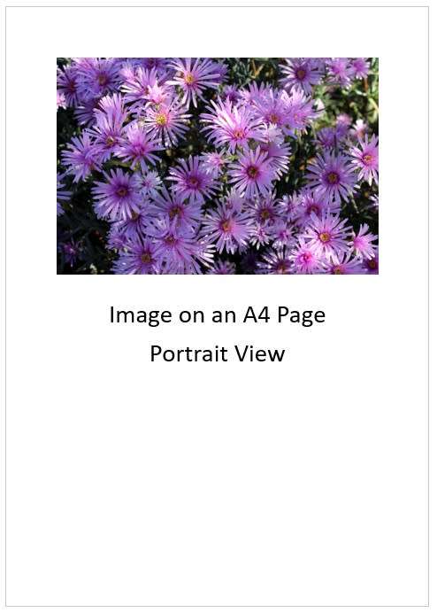 `African Daisies in the Wild` Original Digital Download Stock Photo