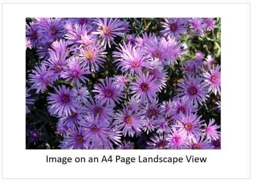 `African Daisies in the Wild` Original Digital Download Stock Photo