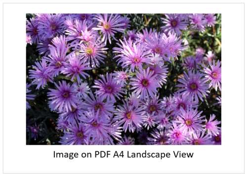 `African Daisies in the Wild` Original Digital Download Stock Photo
