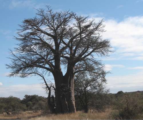 `Baobab Tree Kruger National Park` Original Digital Download Stock Photo