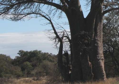`Baobab Tree Kruger National Park` Original Digital Download Stock Photo
