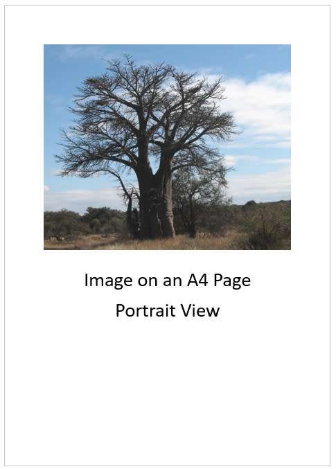 `Baobab Tree Kruger National Park` Original Digital Download Stock Photo