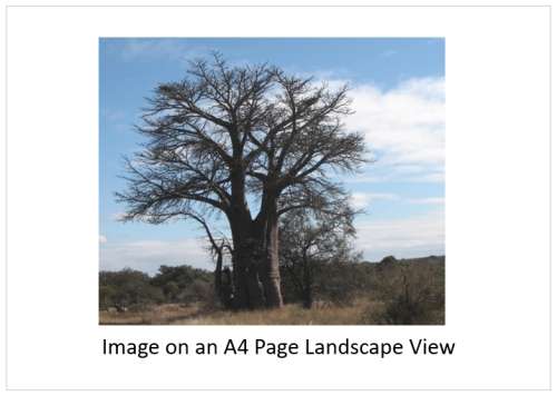 `Baobab Tree Kruger National Park` Original Digital Download Stock Photo