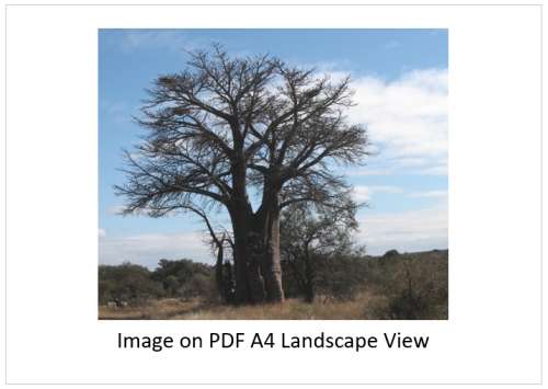`Baobab Tree Kruger National Park` Original Digital Download Stock Photo