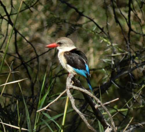 `Brown Hooded Kingfisher` Original Digital Download Stock Photo