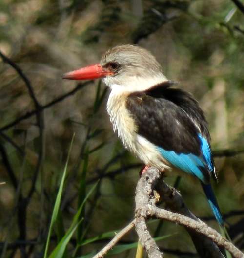 `Brown Hooded Kingfisher` Original Digital Download Stock Photo