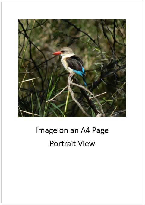 `Brown Hooded Kingfisher` Original Digital Download Stock Photo