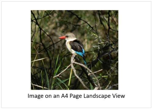 `Brown Hooded Kingfisher` Original Digital Download Stock Photo