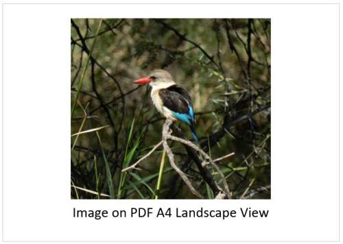 `Brown Hooded Kingfisher` Original Digital Download Stock Photo