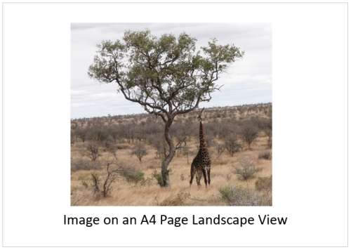 `Stretching Giraffe Kruger National Park` Original Digital Download Stock Photo