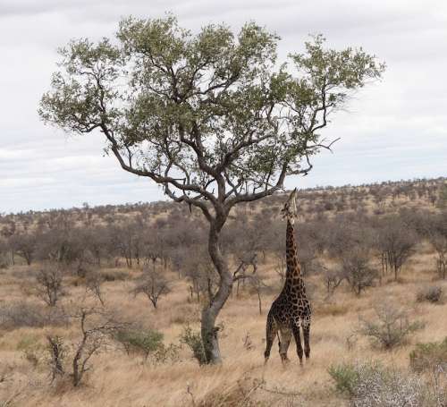 `Stretching Giraffe Kruger National Park` Original Digital Download Stock Photo