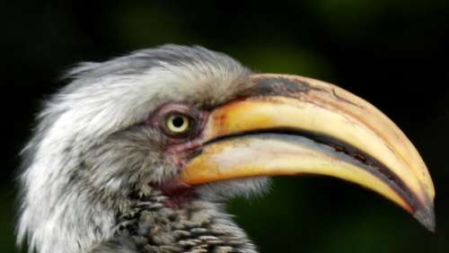 `Southern Yellow Hornbill in Profile` Original Digital Download Stock Photo