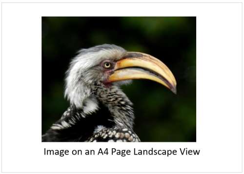 `Southern Yellow Hornbill in Profile` Original Digital Download Stock Photo