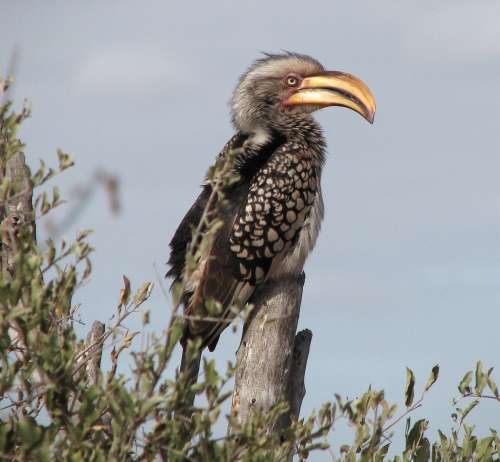 `Southern Yellow Hornbill, Perched, KNP` Original Digital Download Stock Photo