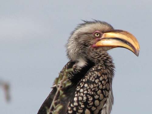 `Southern Yellow Hornbill, Perched, KNP` Original Digital Download Stock Photo