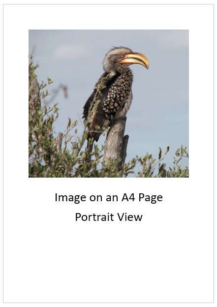 `Southern Yellow Hornbill, Perched, KNP` Original Digital Download Stock Photo