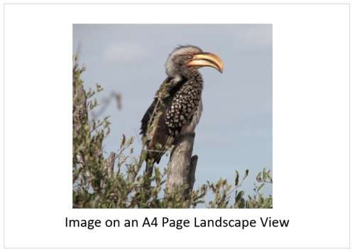 `Southern Yellow Hornbill, Perched, KNP` Original Digital Download Stock Photo