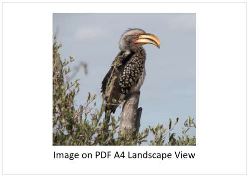 `Southern Yellow Hornbill, Perched, KNP` Original Digital Download Stock Photo