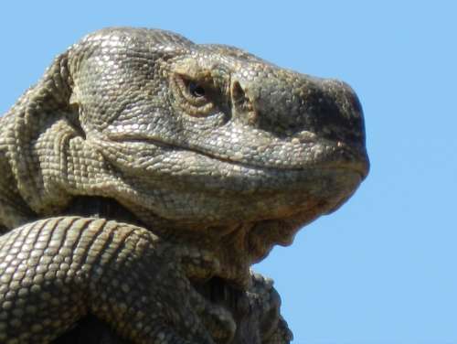 `Rock Monitor Lizard Close Up` Original Digital Download Stock Photo