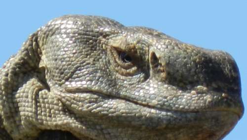 `Rock Monitor Lizard Close Up` Original Digital Download Stock Photo