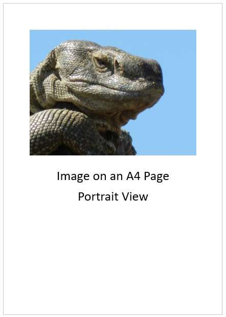 `Rock Monitor Lizard Close Up` Original Digital Download Stock Photo
