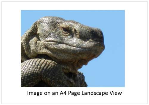 `Rock Monitor Lizard Close Up` Original Digital Download Stock Photo