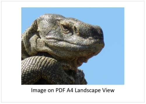 `Rock Monitor Lizard Close Up` Original Digital Download Stock Photo