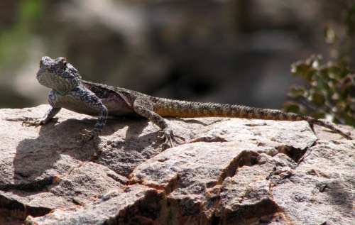 `Southern Rock Agama - Lizard` Original Digital Download Stock Photo