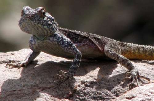 `Southern Rock Agama - Lizard` Original Digital Download Stock Photo
